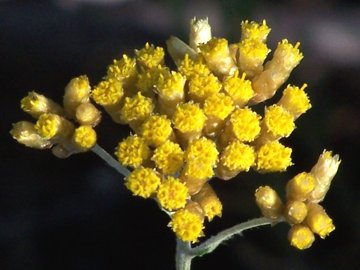 Helichrysum italicum